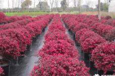 红花檵木繁殖方法有哪些？红花檵木繁殖方法介绍！