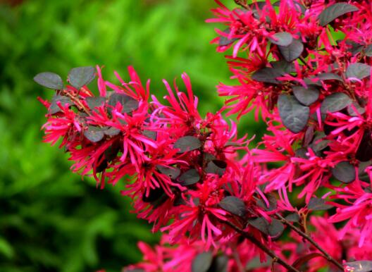 红花檵木养殖方法和注意事项介绍！红花檵木怎么养更旺盛？