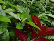 红背桂花的养殖方法和注意事项介绍！红背桂花怎么养更旺盛？