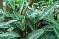 天鹅绒竹芋的养殖方法和注意事项介绍！养好天鹅绒竹芋的关键在这些地方！