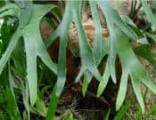 鹿角蕨的养殖方法和注意事项介绍！鹿角蕨怎么养更旺盛？