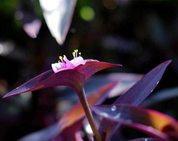 紫鸭跖草的养殖方法和注意事项介绍！紫鸭跖草怎么养更旺盛？
