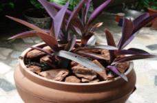紫鸭跖草怎么盆栽好看？这么养它会越长越漂亮哦！