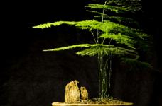 文竹扦插繁殖法！学会这些让你的文竹繁殖的更快！
