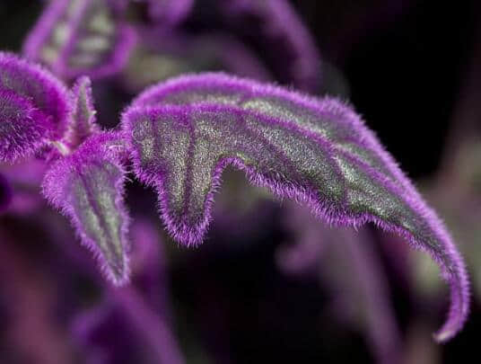 紫鹅绒的养殖方法和注意事项介绍！紫鹅绒怎么养更旺盛呢？