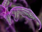 紫鹅绒的养殖方法和注意事项介绍！紫鹅绒怎么养更旺盛呢？