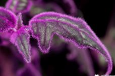 紫鹅绒怎么养？紫鹅绒花养殖方法介绍！
