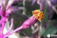 紫鹅绒开花图片欣赏！紫鹅绒开花原来是这个样子的啊！