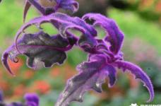 紫鹅绒有毒吗？紫鹅绒有哪些作用呢？