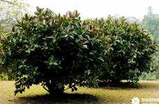 印度橡皮树怎么种植?印度橡皮树种植方法介绍！