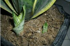 短叶虎尾兰最大可以长多大?短叶虎尾兰怎样进行繁殖?
