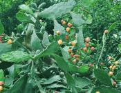梨果仙人掌的养殖方法和注意事项怎么才能让梨果仙人掌结更多的果？