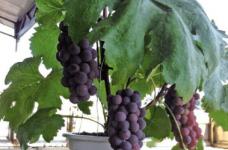 盆栽葡萄的种植方法！学会这些你的盆栽葡萄更高产！