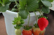 盆栽草莓的种植方法！掌握这些你的盆栽怎么会硕果累累！