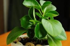 小盆栽植物图片及名称大全！这些小盆栽你都认识吗？