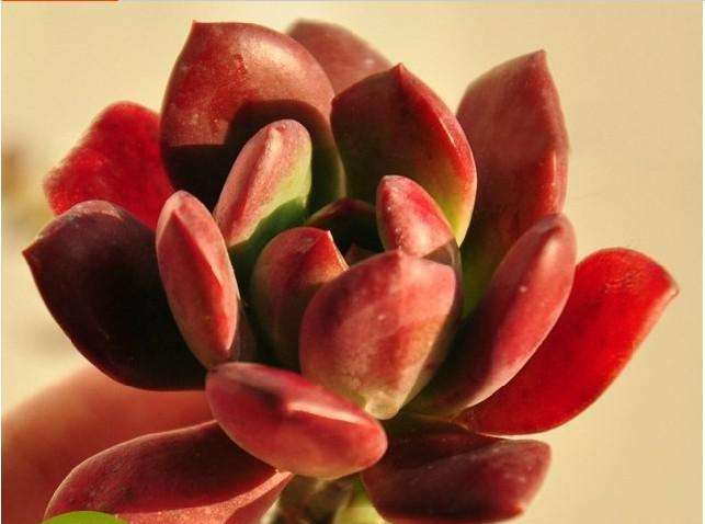 红稚莲的养殖方法和注意事项介绍！红稚莲怎么养更亮丽？