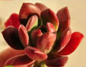 红稚莲的养殖方法和注意事项介绍！红稚莲怎么养更亮丽？