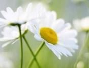 白菊花养殖方法和注意事项！白菊花怎么养更好看？