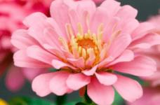 百日菊花语是什么?不同颜色的花朵寓意大有不同!