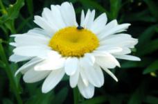 白菊花花语是什么?不同颜色菊花的花语有哪些不同?