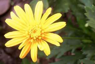 黄金菊的养殖方法和注意事项！黄金菊怎么养更漂亮？