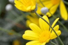 黄金菊的功效与作用!教你轻松区分黄金菊和茼蒿菊!