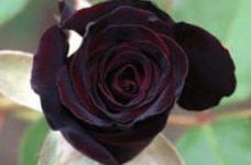 黑玫瑰的花语是什么?黑玫瑰凄美的传说你了解多少?