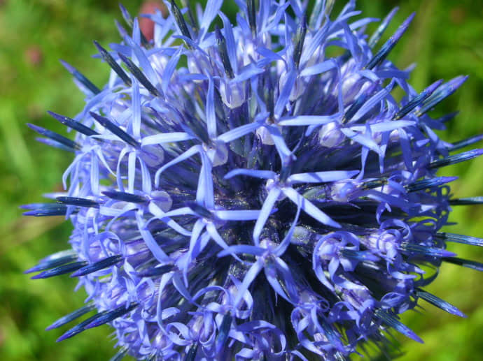 蓝刺花的养殖方法和注意事项介绍!蓝刺花怎么养充满生机！