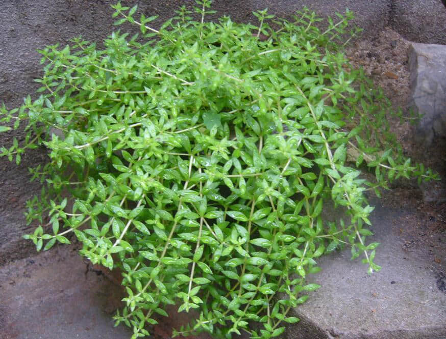 垂盆草的养殖方法和注意事项介绍！垂盆草怎么养更旺盛？
