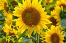 太阳花花语是什么?太阳花的凄美传说!