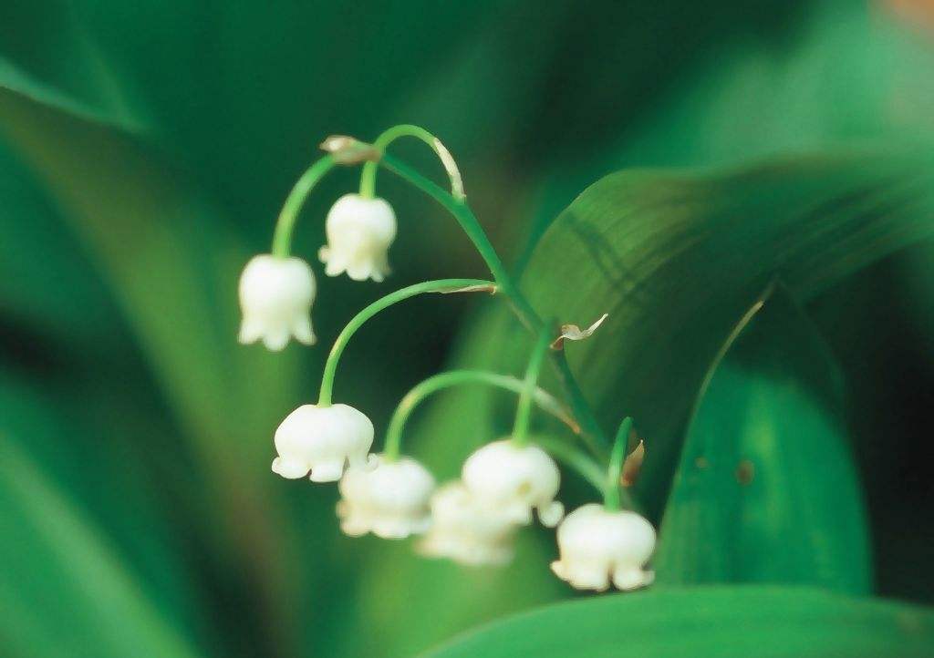 铃兰花的养殖方法和注意事项介绍！铃兰花怎么养更准时开花？