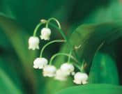 铃兰花的养殖方法和注意事项介绍！铃兰花怎么养更准时开花？