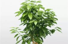 平安树怎么养殖?教你种出更加翠绿健康的平安树！
