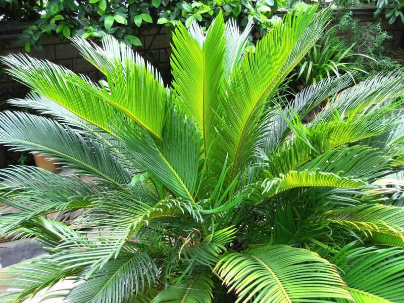 巴西铁树的养殖方法和注意事项介绍！巴西铁树怎么养更有光泽？