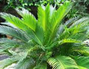 巴西铁树的养殖方法和注意事项介绍！巴西铁树怎么养更有光泽？