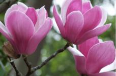 木兰花的花语是什么?种植木兰花有什么寓意?