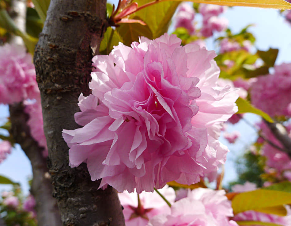 樱花树怎么养更旺盛？樱花树的养殖方法和注意事项介绍！