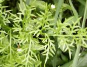 水蕨的养殖方法和注意事项！水蕨怎么养更旺盛？
