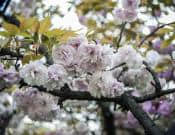 樱花树图片大全！樱花树高清图片！