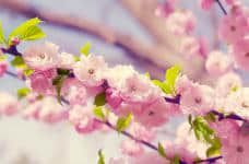 樱花树需要种植几年才能开花?快点进来了解一下吧!