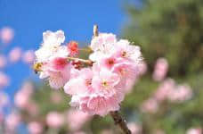 樱花树和樱桃树有什么区别?它们差异竟然这么大!