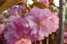 樱花的花语什么?关于它的美丽传说你知道吗!