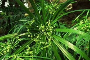 旱伞草的养殖方法和注意事项！旱伞草怎么养更旺盛？