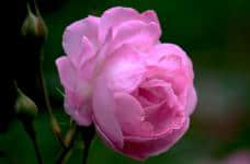 蔷薇花花语是什么?蔷薇花花语代表什么意义?