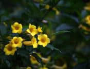 黄蝉的养殖方法和注意事项介绍！教你养出漂亮的黄蝉花！