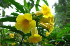 黄婵花的花期在什么时候?黄蝉花的花期介绍！