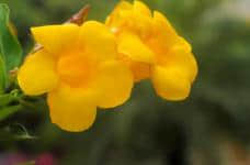 黄蝉花和黄钟花有区别吗?简单几招秒辩黄蝉花和黄钟花！