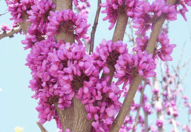 紫荆花的养殖方法和注意事项介绍！紫荆花怎么养开花更多？