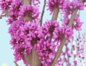 紫荆花的养殖方法和注意事项介绍！紫荆花怎么养开花更多？