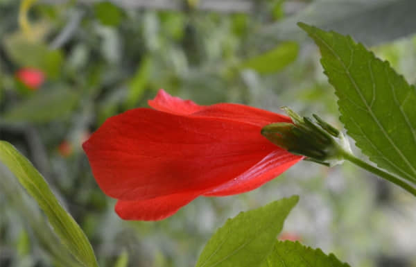 悬铃花养殖方法和注意事项介绍！悬铃花怎么养护更旺盛！